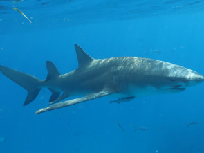 Ataques de tiburones: acceso exclusivo - Bocados humanos