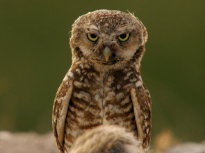 Imagen de Parques Nacionales de...: Badlands - 2