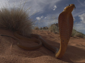 Imagen de Serpientes de leyenda: Cobras - 2