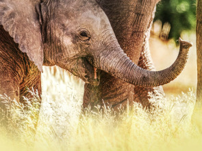 Imagen de Los secretos de los elefantes: Asia - 3