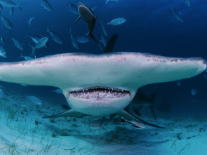 Imagen de Cuando los tiburones...: Pánico en el paraíso - 3