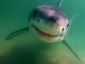 Imagen de Los tiburones blancos de Cabo Cod - 3