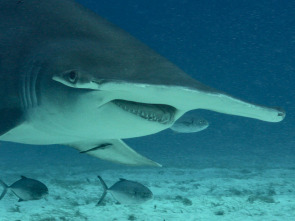 Imagen de Tiburón toro vs. tiburón martillo - 3