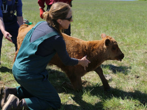 Una veterinaria...: Una pequeña vaca