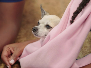 Imagen de Critter fixers: Veterinarios rurales: Barkfest: Un día de perros - 3
