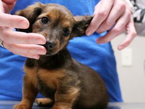 Imagen de Veterinarios de Nebraska: ¡Más cachorros! - 3