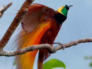 Imagen de Especial Wild Asia: Islas paradisíacas  - 3