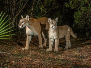 Imagen de El sendero de la pantera - 3