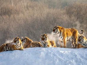 Imagen de El reino secreto del tigre de Amur - 3