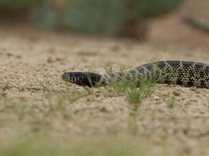 Imagen de Especial Serpientes de Leyenda  - 3