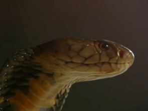 Imagen de Lo mejor de Serpientes...: El viaje de Mbali - 2