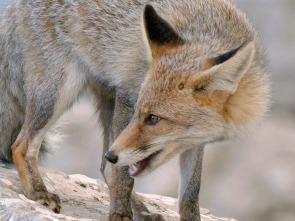 Imagen de Mediterráneo salvaje: El corazón - 2