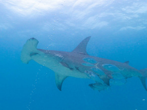 Imagen de Tiburones vs. Ross Edgley - 1