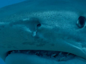 Imagen de Tiburones colosales - 1