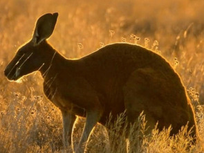 Imagen de Australia extraordinaria: Costas salvajes - 2