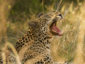 Safari letal: Dientes vs. garras