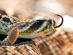 Imagen de Florida salvaje: Florida salvaje: especial reptiles - 1