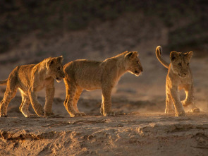 Imagen de Los leones de la Costa de los Esqueletos - 1
