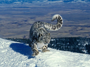 Imagen de Felinos insólitos - 1