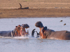 Especial animales letales de África: Contienda en la orilla