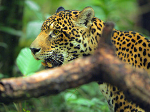 Jaguar: icono de la jungla de Guyana