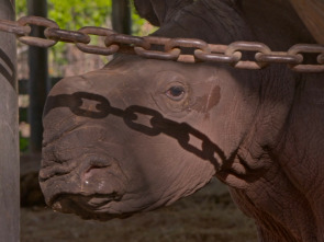 Imagen de Especial secretos del...: El elefante en la habitación - 1