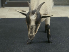 Imagen de Veterinarios de... (T3): Es difícil despedirse de la cabra - 2