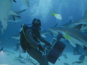 Imagen de Investigación: ataques...: Mordidos en las Bahamas - 3