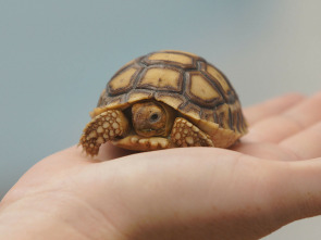 Imagen de Critter fixers: Veterinarios rurales  - 5