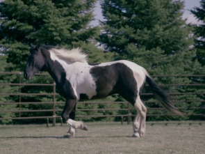 Imagen de Veterinarios de Nebraska (T4) - 1