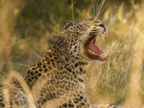 Imagen de Safari letal: Grandes felinos vs. presas - 2