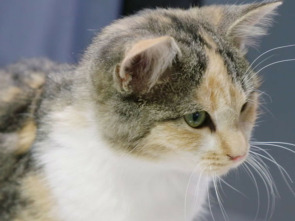 Imagen de Veterinarios de Nebraska: Especial cat-atónico. - 1