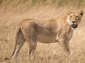 Imagen de Safari letal: Batallas entre grandes felinos - 1