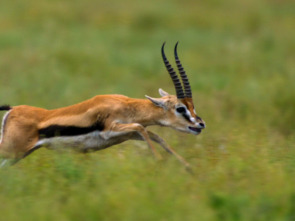 Imagen de Planeta felino - 1