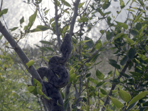 Imagen de El mundo secreto de...: África - 1