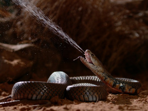 Imagen de Serpientes: anatomía del veneno - 1