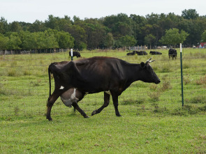 Imagen de Especial Critter Fixers: Veterinarios rurales  - 1