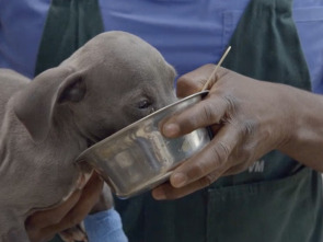 Imagen de Especial Critter...: Madres y crías - 1