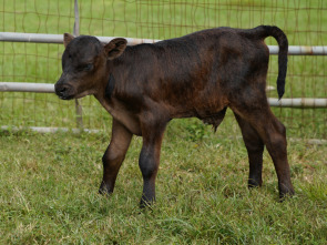 Imagen de Especial Critter...: Visitas a domicilio - 1