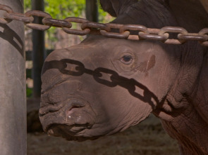 Imagen de Especial Los secretos del zoo: Tampa: Baby boom  - 1