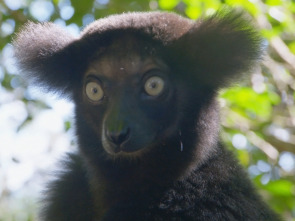 Imagen de Maravillas salvajes de Madagascar  - 1