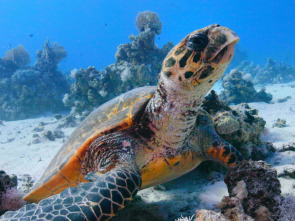 Imagen de El Mar rojo: un jardín en evolución - 2