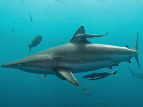 Imagen de Sharkfest: Pico de mordiscos - 8