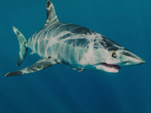 Imagen de El tiburón mako más grande del mundo - 1