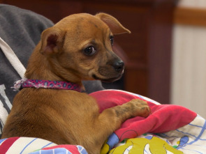 Imagen de Critter fixers:...: Héroes de vuelta a casa - 3