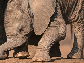 Imagen de Pequeños gigantes del mundo animal - 1