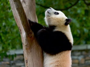 Imagen de Escuela de pandas: El estilo panda - 7