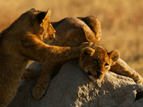 Imagen de Visto en el safari: Esperar lo inesperado - 2