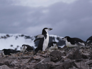 Imagen de Planeta pingüino - 1