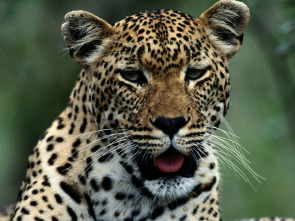 Imagen de Los animales más peligrosos del mundo  - 2